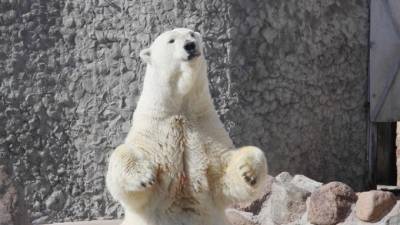 Медведице Усладе из Ленинградского зоопарка исполнилось 33 года