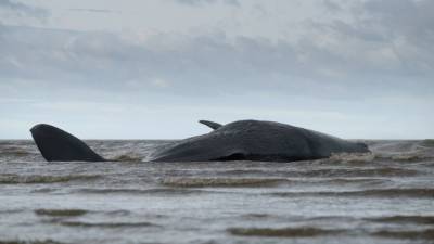 Тушу 19-метрового кита обнаружили на берегу жители Камчатки — видео