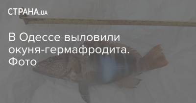 В Одессе выловили окуня-гермафродита. Фото