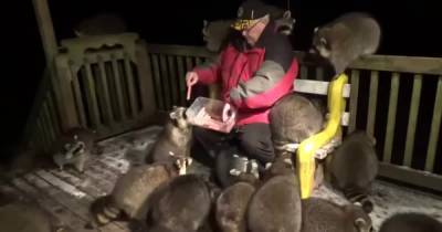 "Заклинатель енотов": ютуб покорило видео, на котором мужчина кормит полосатых животных сосисками