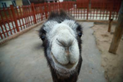 Новым постояльцем липецкого зоопарка стала молодая верблюдица Амелия