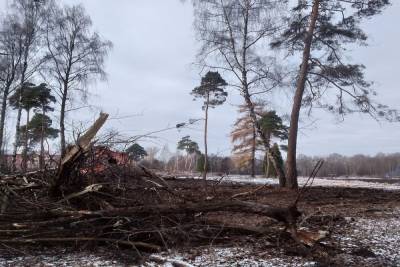 Соцсети: в Новомосковске под застройку вырубают лес