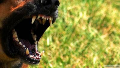 Бойцовские собаки загрызли своего хозяина в Башкирии