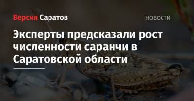 Эксперты предсказали рост численности саранчи в Саратовской области