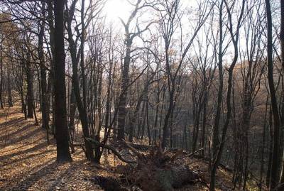 Убийство в Голосеевском лесу: друзья подозреваемого говорят о давлении полиции