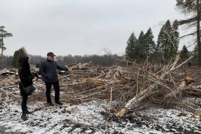 Экологи не нашли нарушений в вырубке Урванского леса