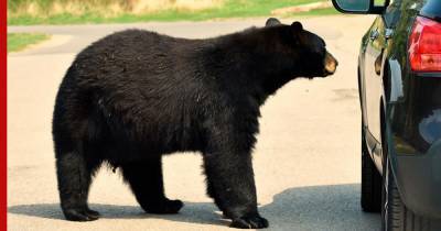 Запрыгнувший на машину медведь вызвал панику у туристов - profile.ru
