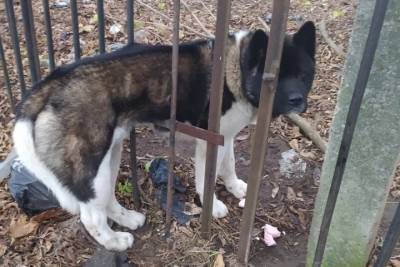 Застрявшую в заборе собаку вызволили псковские зоозащитники