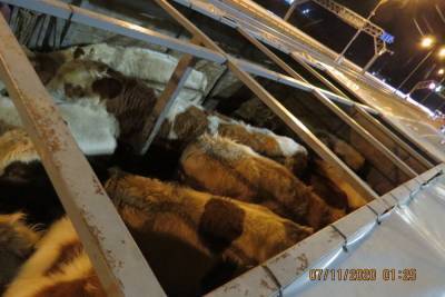 Без проездных билетов: в Крым дважды пытались завести неоформленный рогатый скот