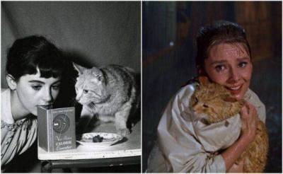 Как кот из фильма Завтрак у Тиффани помогал спасать бездомных животных