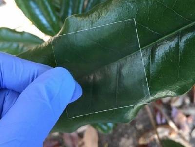 Ученые создали прозрачное дерево
