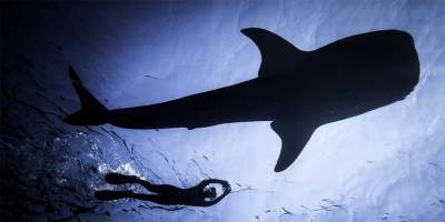 В акваторию Хадеры пожаловали акулы