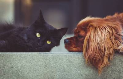 Что собаки и кошки видят в телевизоре? Объясняют ученые