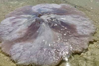 Мужчина столкнулся с гигантской медузой во время пробежки по пляжу
