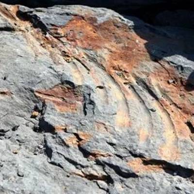 Мальчик нашел окаменелые останки ихтиозавра на острове Русский