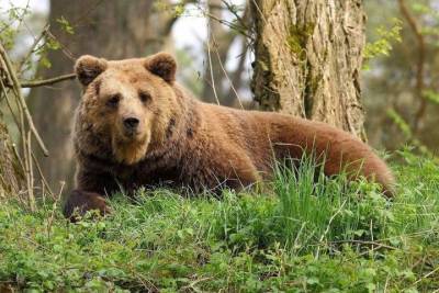 В Чувашии пересчитали бурых медведей