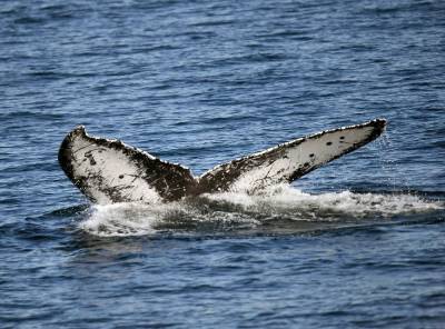 Ученые впервые за полвека обнаружили группу синих китов у берегов Южной Георгии