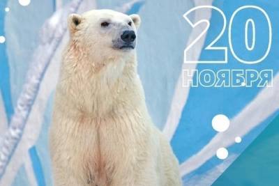 Белая медведица Герда отмечает день рождения в Новосибирском зоопарке