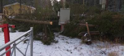 Шквалистый ветер повалил деревья на трассе "Фонтаны" в Петрозаводске (ФОТО)