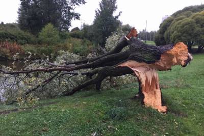 Во время шторма в Петербурге упали десятки деревьев, светофоров и дорожных знаков