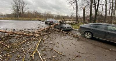 Сильный ветер в Петербурге повалил деревья, пострадал человек