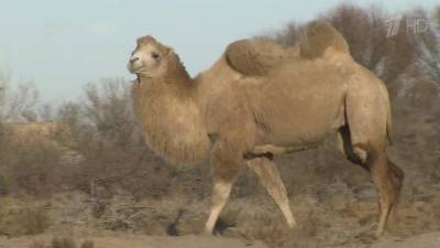 В Астраханской области местные власти подали в суд на владельца стада верблюдов