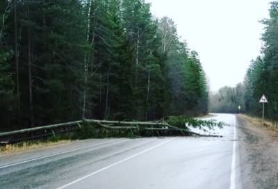 Сильный ветер повалил более 260 деревьев в Ленобласти