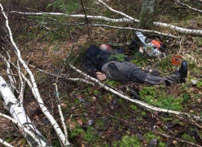 Заготовщик древесины погиб в Навашинском лесничестве от упавшей на него березы