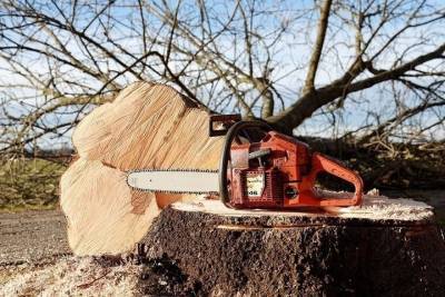 Мужчина погиб в Навашинском районе из-за падения дерева