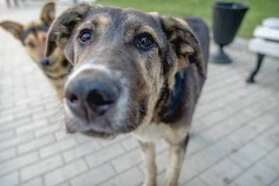 Стало известно, почему стерилизованные собаки в Астраханской области продолжают плодиться