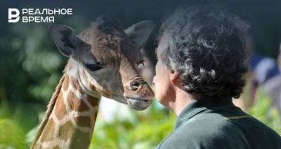 В казанском зоопарке до конца года могут появиться жирафы