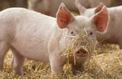 Эксперт: Поголовье свиней в Украине восстанавливается, но радоваться пока рано - agroportal.ua - Украина