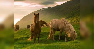 Жуткий "челлендж": во Франции неизвестные отрезают лошадям уши и гениталии, выкалывают глаза