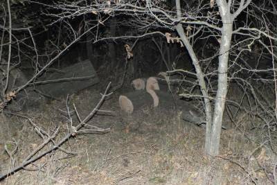 На Ставрополье следствие проверяет трагедию с деревом-убийцей