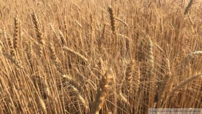 Цены на пшеницу снижаются впервые с начала сезона