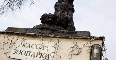 В Калининградском зоопарке на четыре дня закроют вход со стороны Чайковского