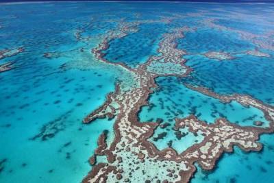 Ученые обнаружили у берегов Австралии гигантский коралловый "небоскреб"