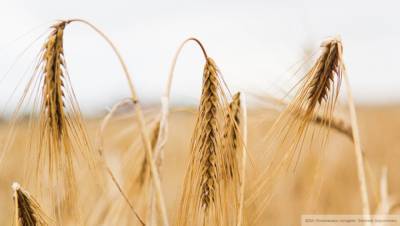 Аналитики зафиксировали снижение стоимости пшеницы в России