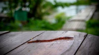 Ученые нашли в водах Крыма неизвестные науке виды червей