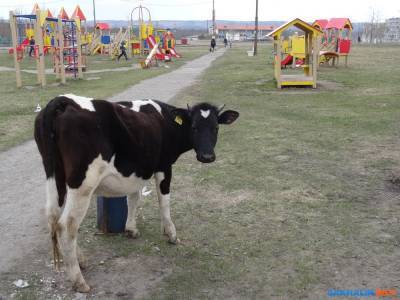 Чтобы коровы не бродили по Углегорску, мэр выделит землю и пастуха