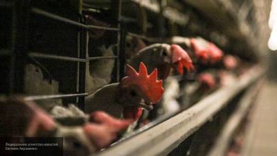 Япония может повторить ошибку Дании в случае уничтожения всех больных куриц