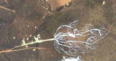 Экологи обнаружили загадочную слизь, похожую на симбиота из фильма "Веном" (видео)