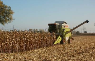 Украинским аграриям осталось обмолотить менее 15% кукурузы