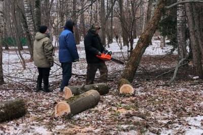 В парке Йошкар-Олы вырубают старые деревья