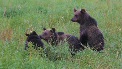 Три медведя отправились домой из Тверской в Ленинградскую область