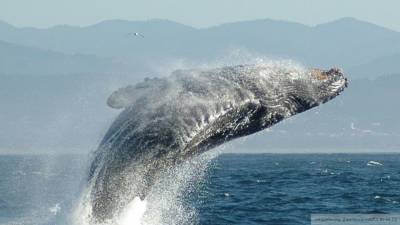 Шторм выбросил гигантского кита на берег Камчатки