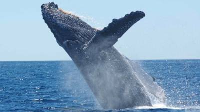 Жители Камчатки обнаружили выброшенного на берег гигантского кита