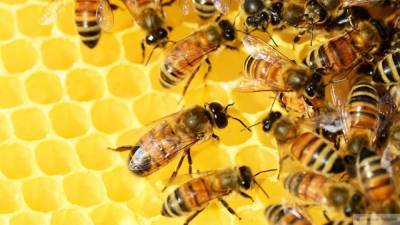 Житель села Лох пригласил туристов провести ночь с его пчелами