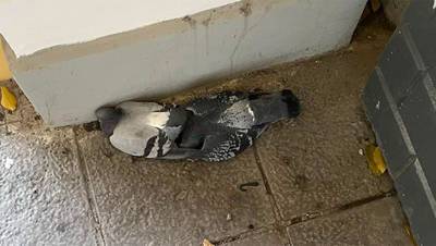 Орнитолог увидел целенаправленное отравление в массовой гибели голубей в Петербурге