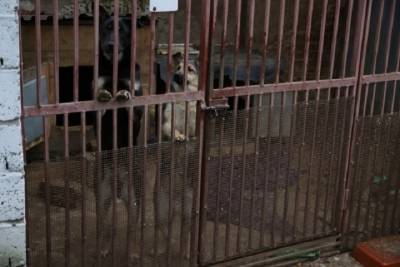 Приют для животных в Серпухове переедет на новое место